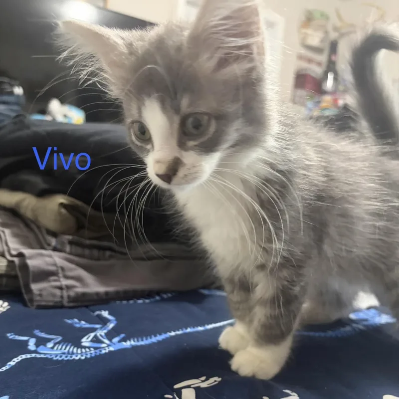 Vivo