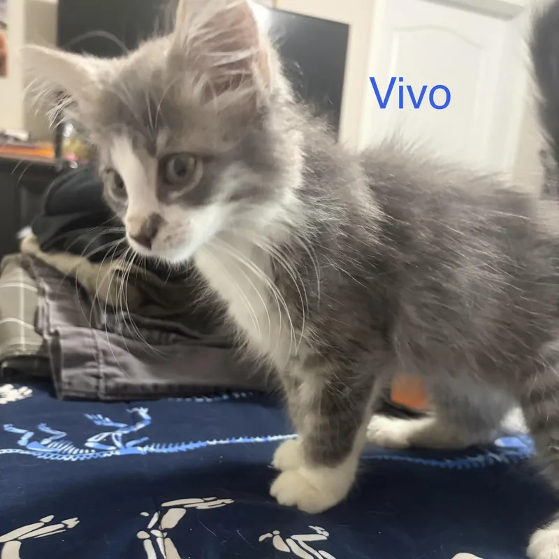 Vivo thumbnail 2