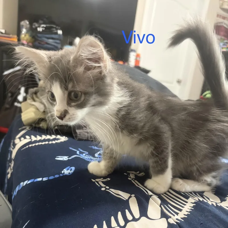 Vivo thumbnail 3