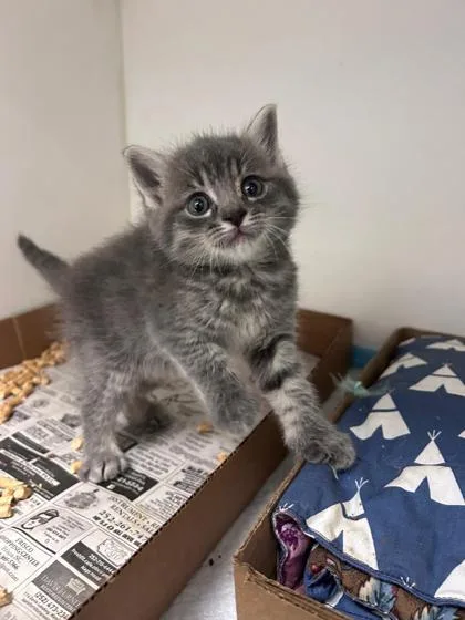 A baby small-sized male Domestic Medium Hair cat named Flint for adoption in Manteo, NC