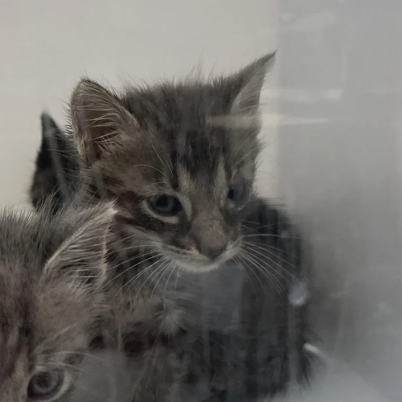 A baby small-sized male Brown / Chocolate Domestic Short Hair cat named Ginger for adoption in Columbus, GA