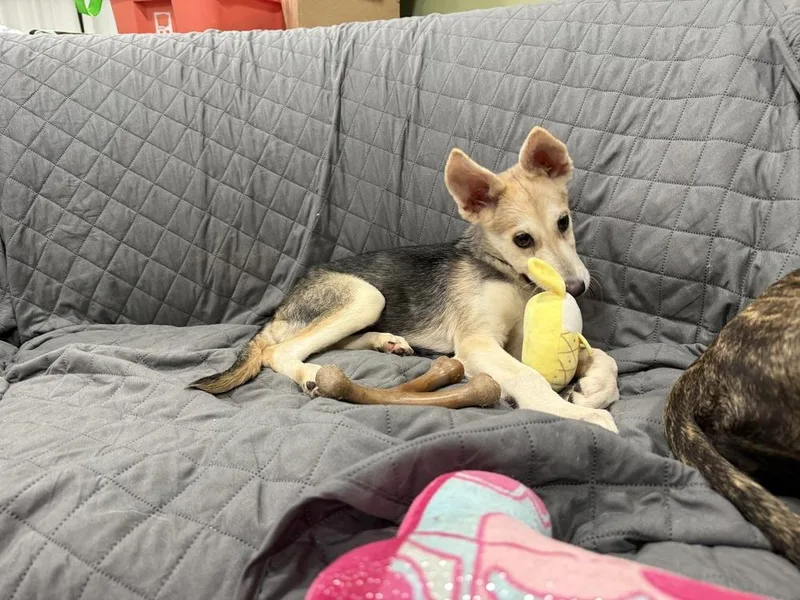 A baby medium-sized female Shepherd dog named Rey for adoption in Cheektowaga, NY