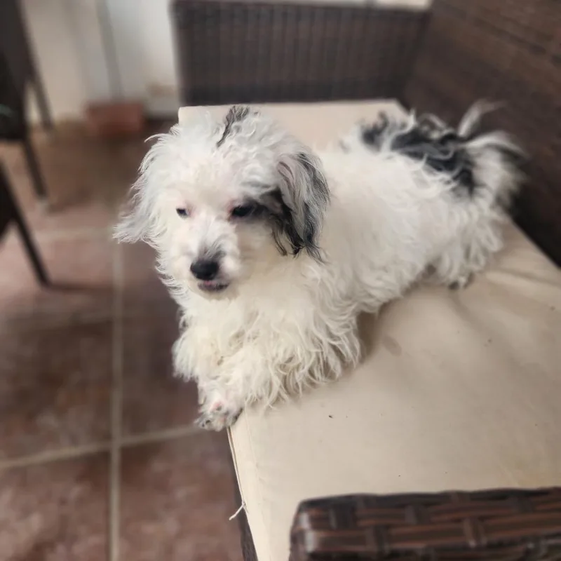 A young small-sized female Black Terrier dog named Vanilla for adoption in Las Vegas, NV
