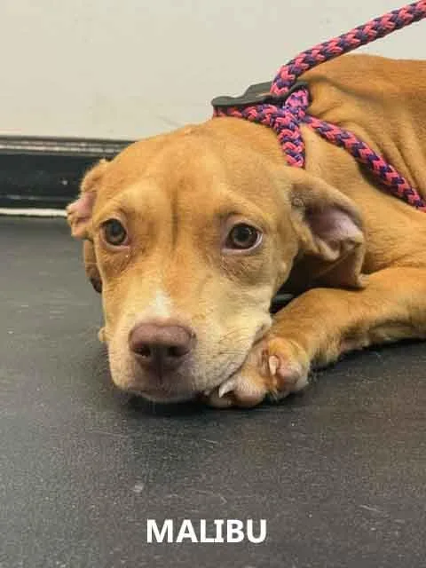 A young medium-sized female Gray / Blue / Silver Hound dog named Malibu for adoption in Washington, GA