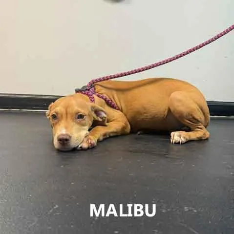 Malibu thumbnail 2