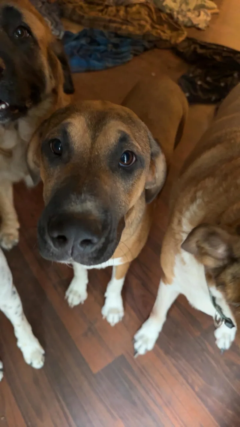 A young medium-sized male Hound dog named Bear for adoption in Shreveport, LA