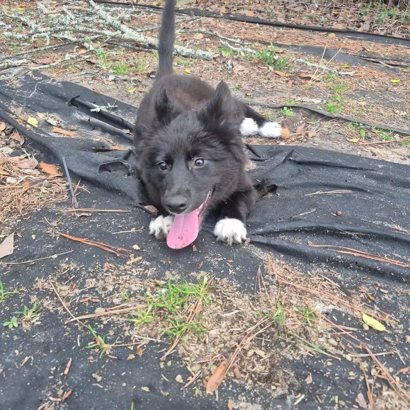 Marceline thumbnail 2