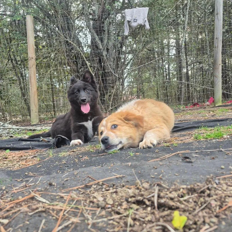 Marceline thumbnail 4