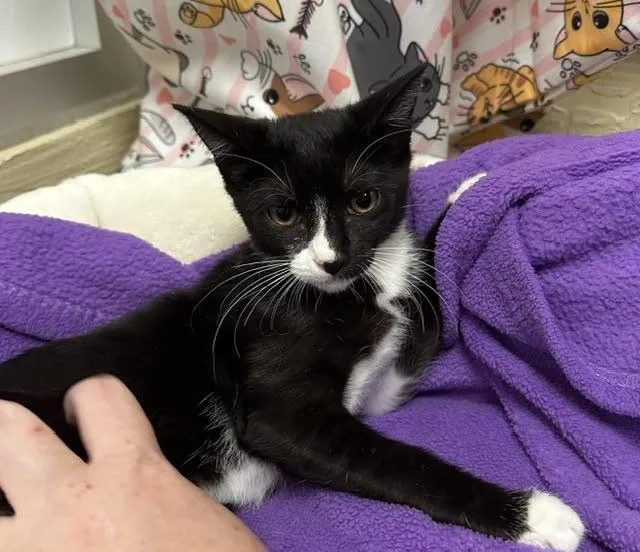 A baby small-sized female Black & White / Tuxedo Domestic Short Hair cat named Bellini for adoption in Parlier, CA