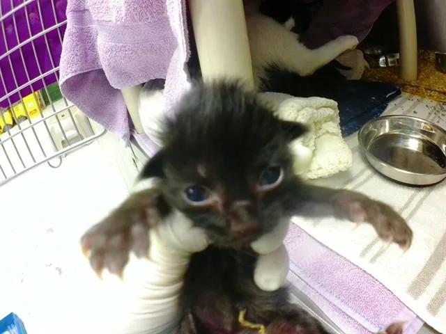 A baby small-sized male Domestic Short Hair cat named Boom for adoption in Omaha, NE