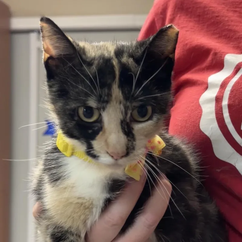 A young medium-sized female Black Domestic Short Hair cat named Bow for adoption in Troy, IL