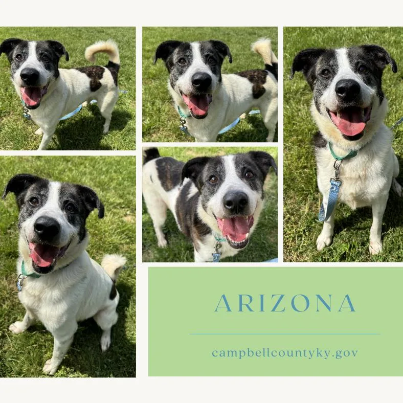 An adult large-sized male White / Cream Akita dog named Arizona for adoption in Melbourne, KY