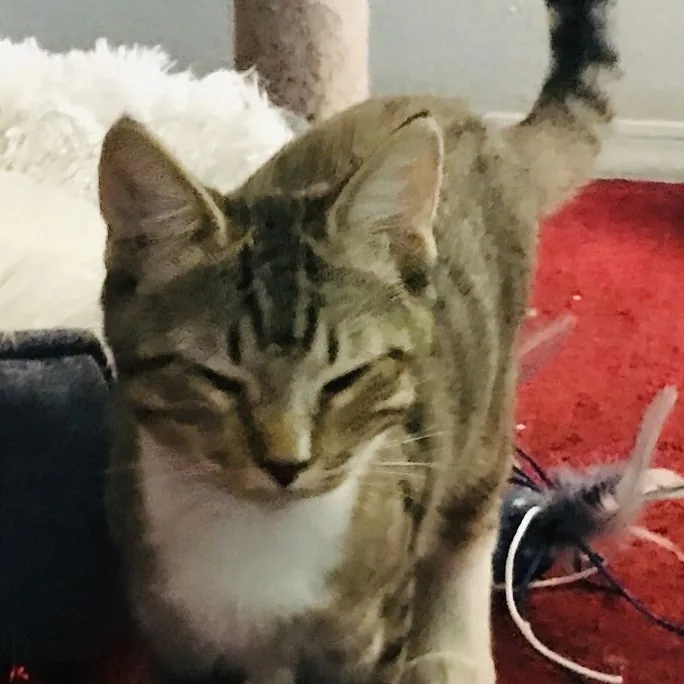 Carl Lito thumbnail 2