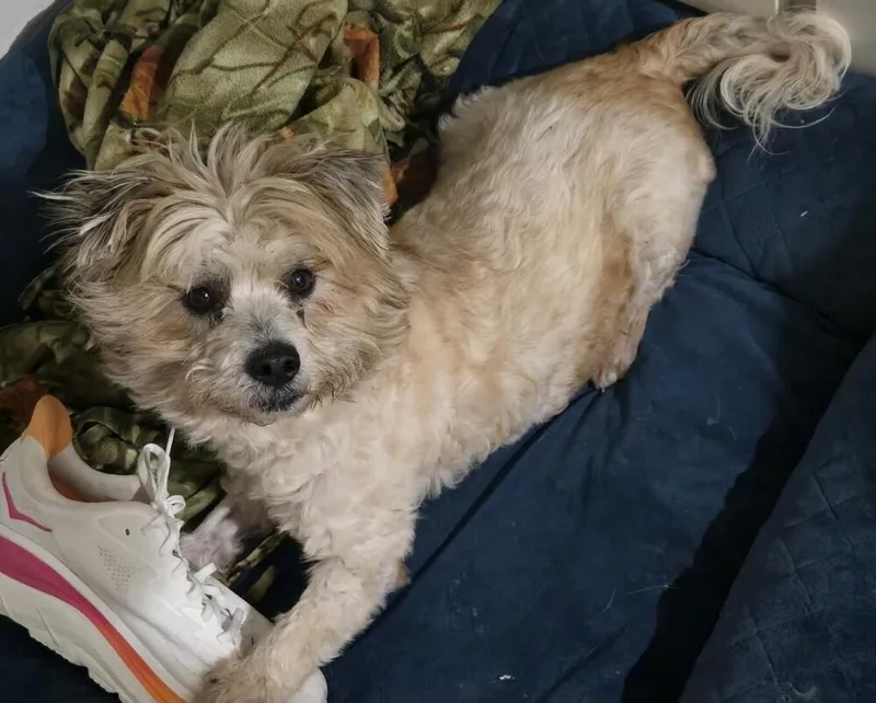 An adult small-sized male Terrier dog named Fluff for adoption in Dallas, TX