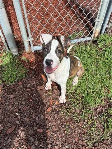 Chico