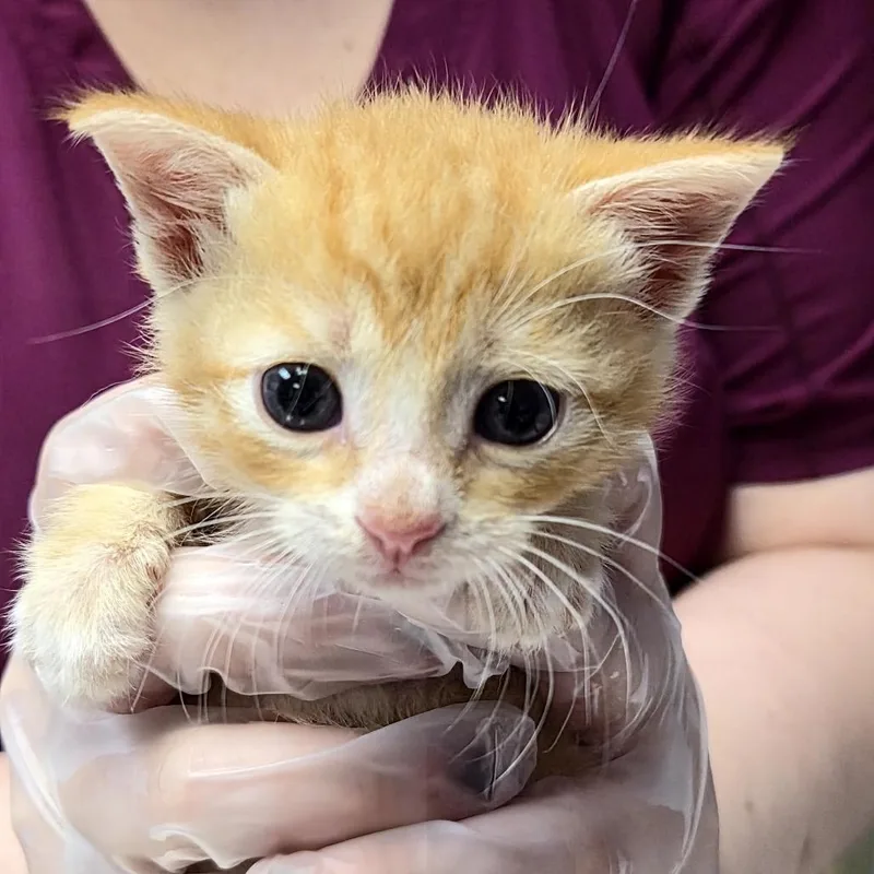A baby small-sized male Orange / Red Domestic Short Hair cat named Kevin for adoption in Newark, NJ