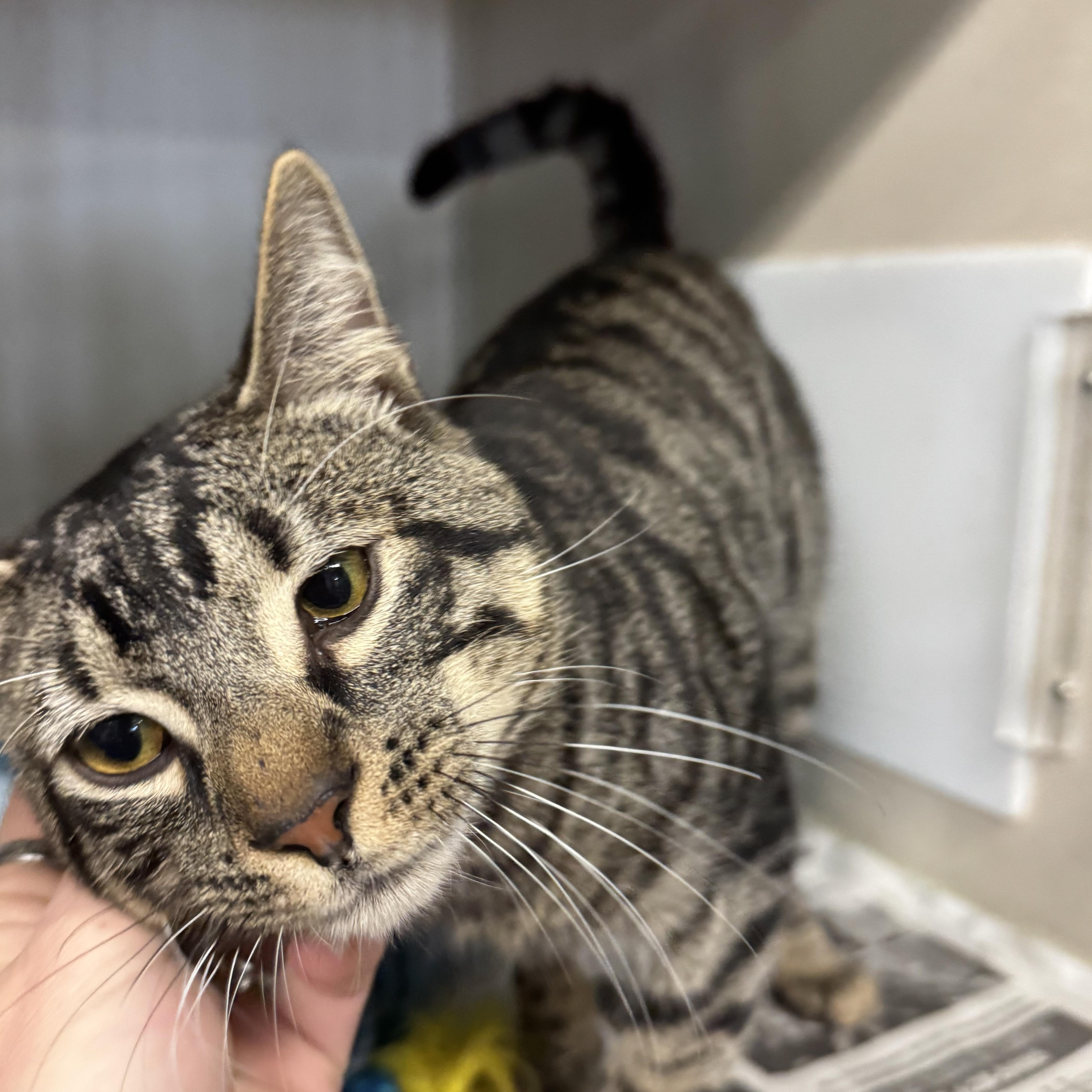 Franklin thumbnail 2