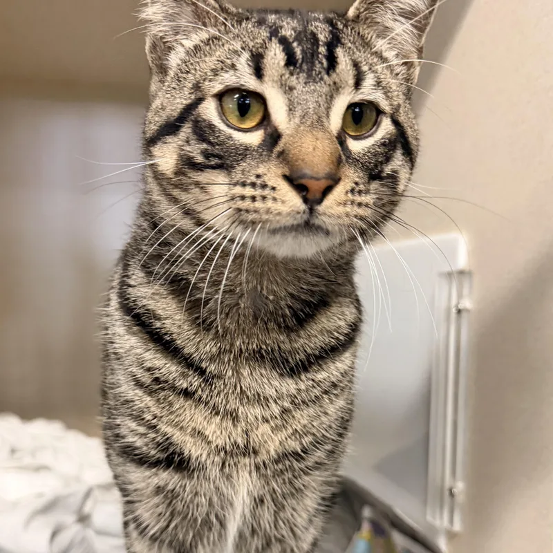 Franklin thumbnail 3