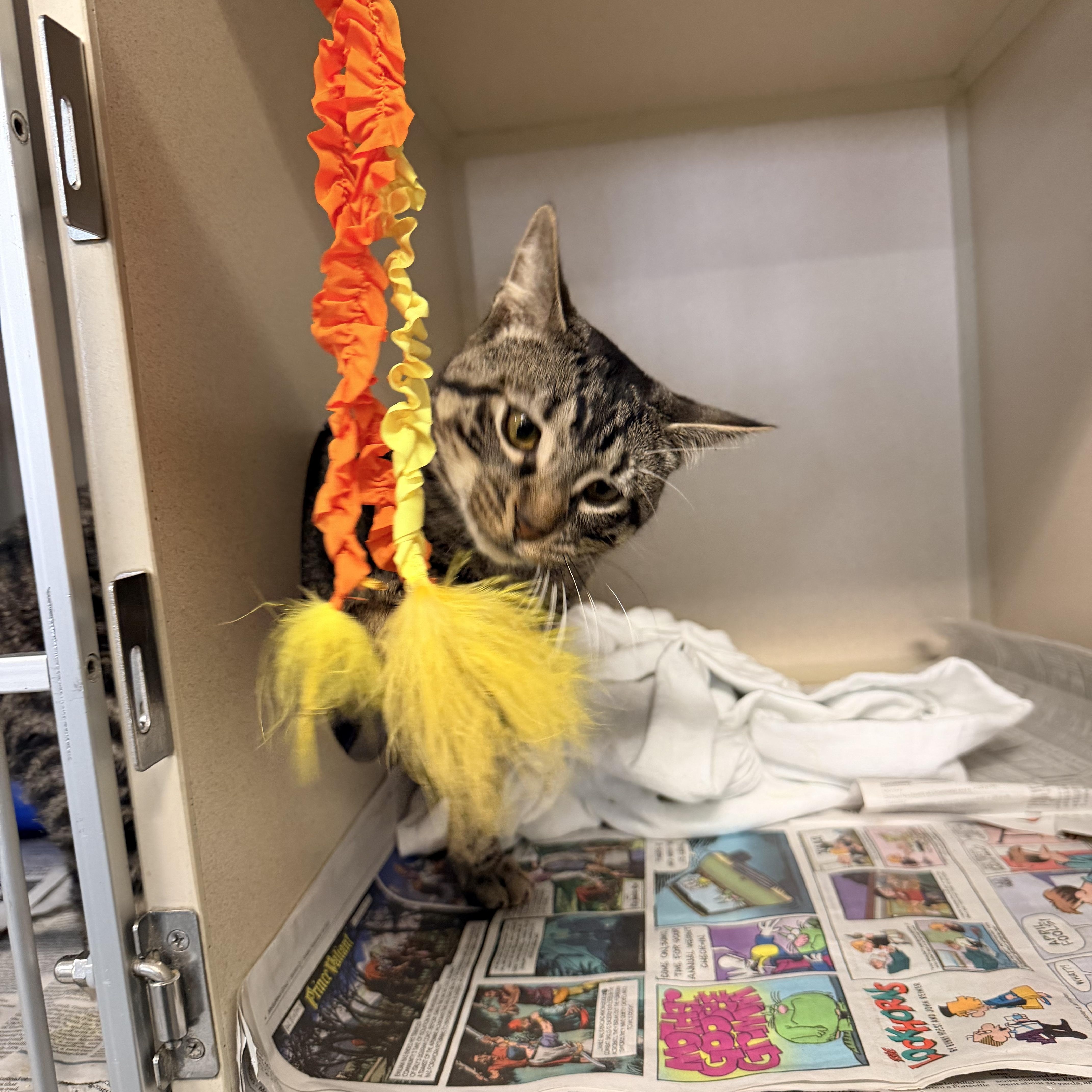 Franklin thumbnail 4