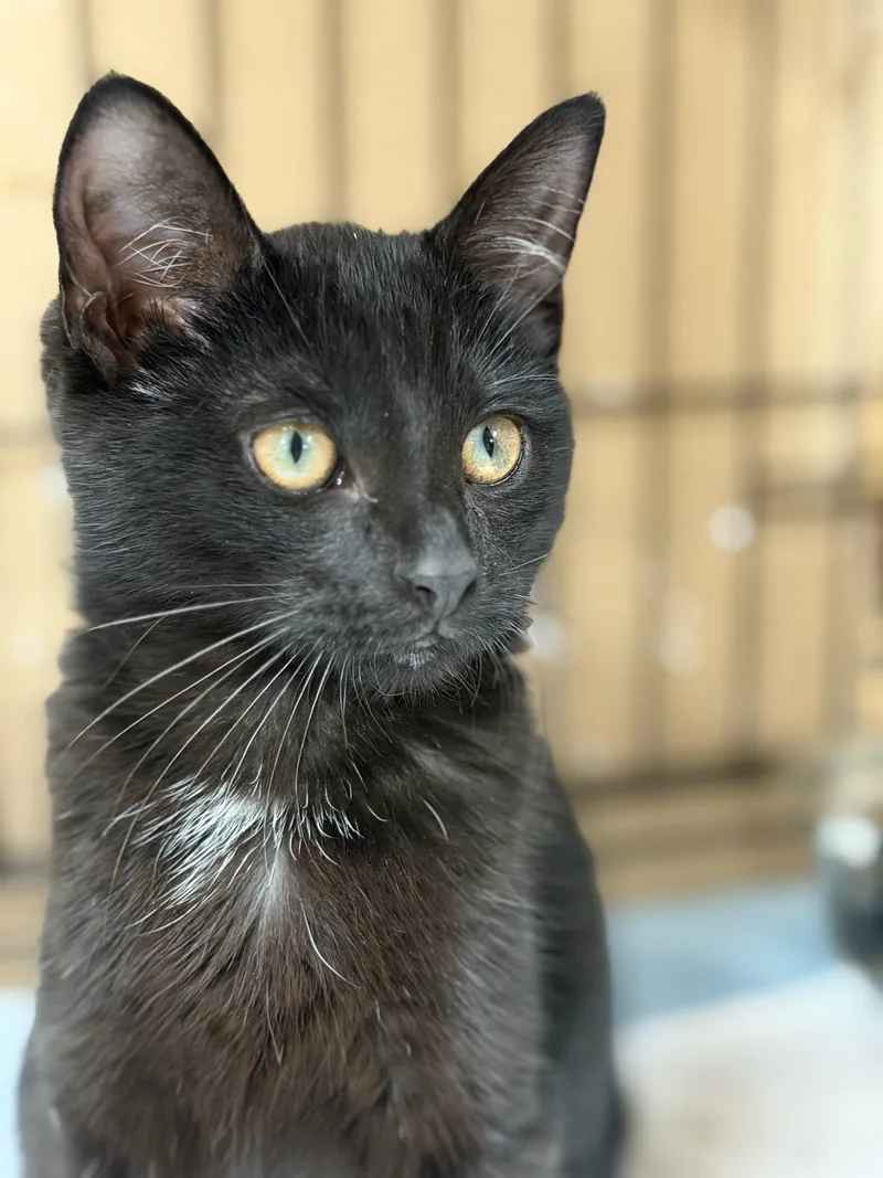 A baby medium-sized female Black Domestic Short Hair cat named Kylie for adoption in Reeseville, WI