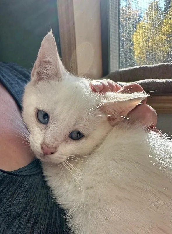 A young medium-sized male Cream / Ivory Domestic Short Hair cat named Almond for adoption in Haines, AK