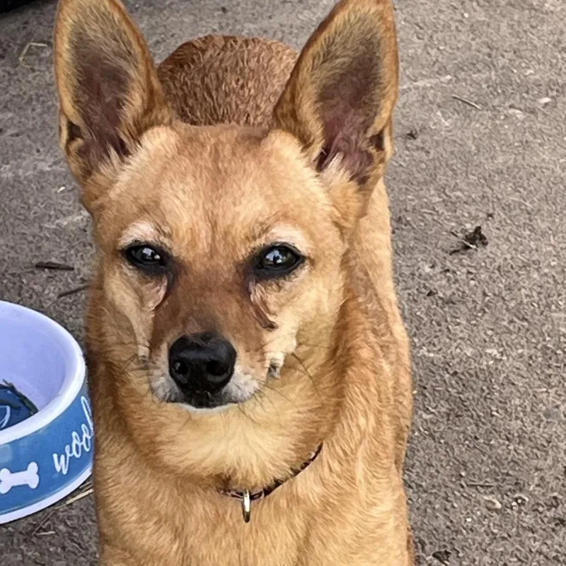 A senior small-sized female Brown / Chocolate Chihuahua dog named Twila for adoption in Farmersville, OH