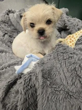 A young small-sized female Shih Tzu dog named Ono for adoption in Midland, VA