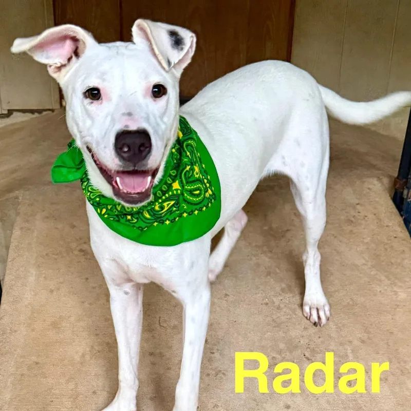 A young large-sized male White / Cream Mixed Breed dog named Radar for adoption in Freeport, FL