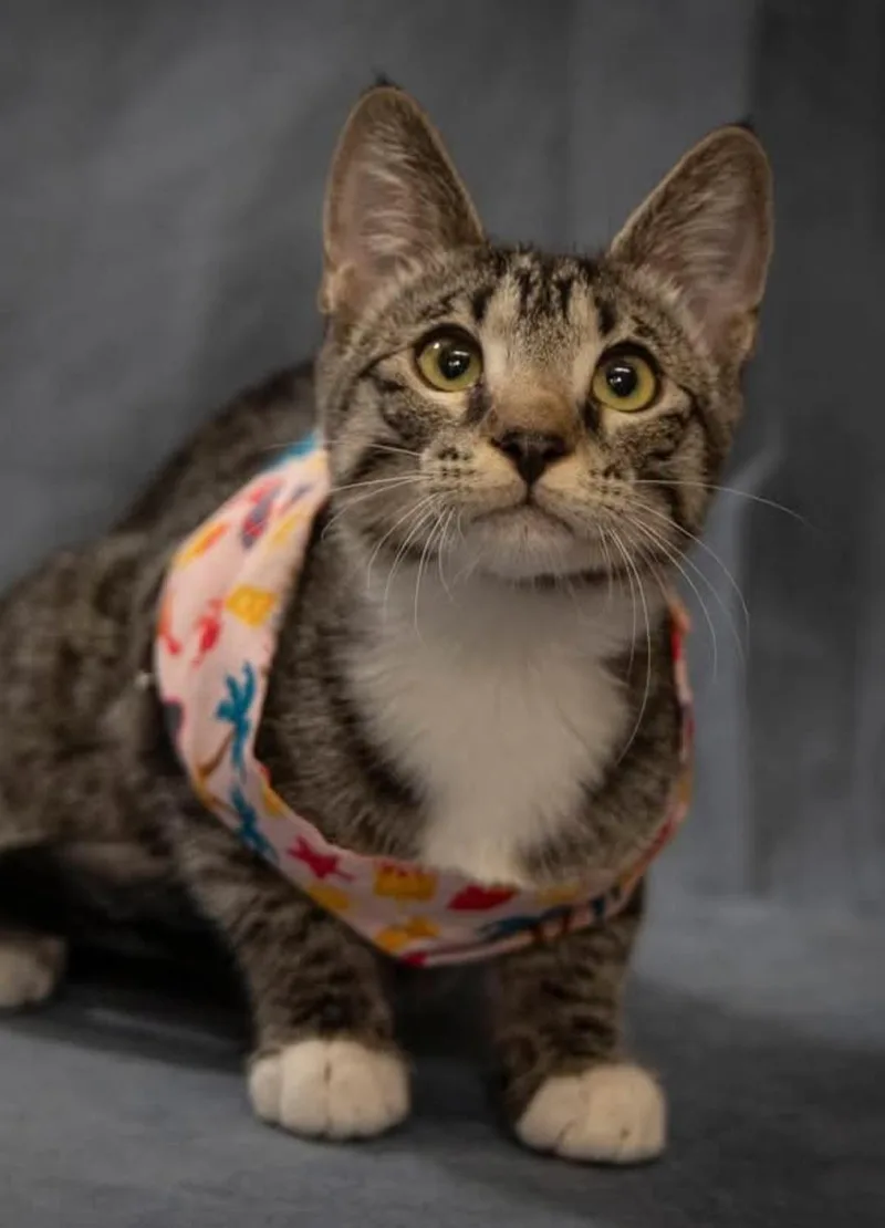 A baby medium-sized female Tabby (Buff / Tan / Fawn) Domestic Short Hair cat named Joule for adoption in SCOTTSDALE, AZ