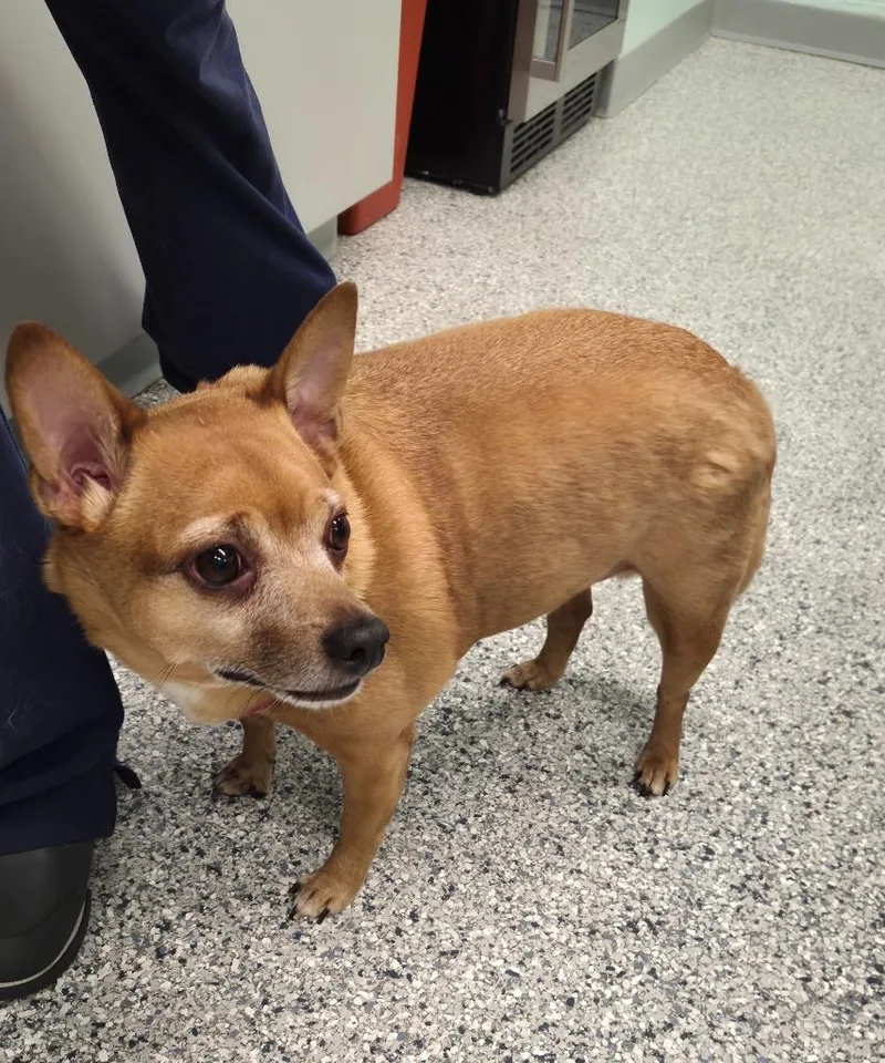 An adult small-sized male Terrier dog named Tito for adoption in Athens, TN