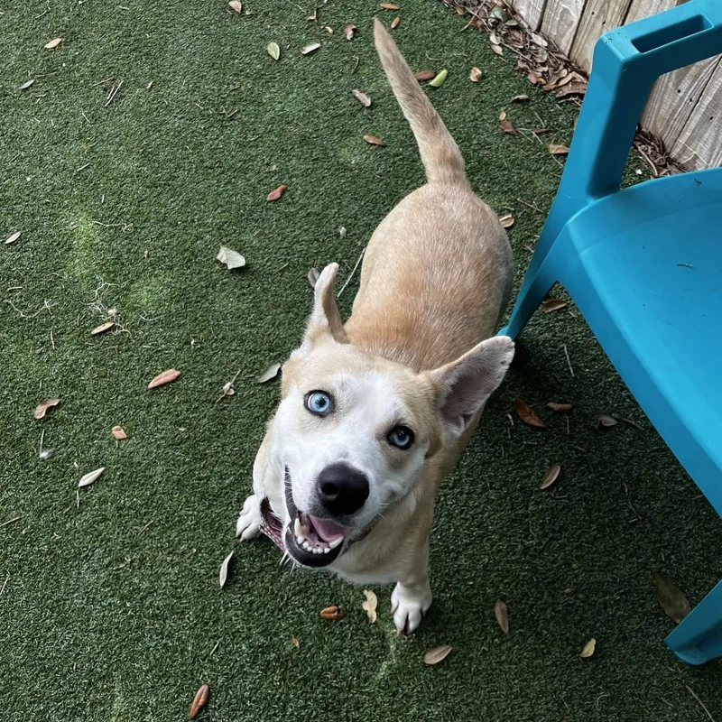 An adult medium-sized female Yellow / Tan / Blond / Fawn Shepherd dog named Bagel for adoption in Lakeland, FL