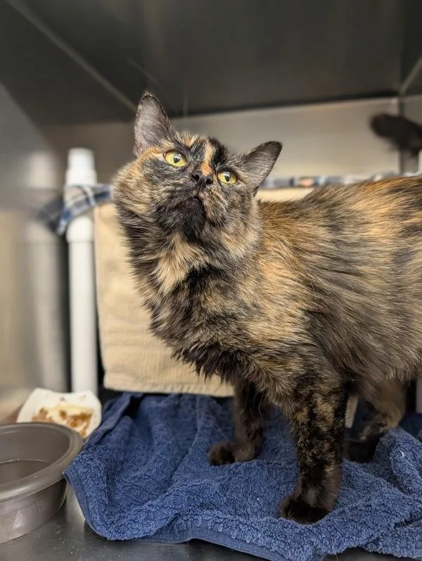 A young medium-sized female Domestic Medium Hair cat named Pumpkin Spice Waffle for adoption in Santa Rosa, CA