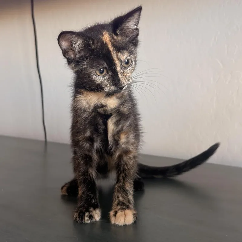 Calypso