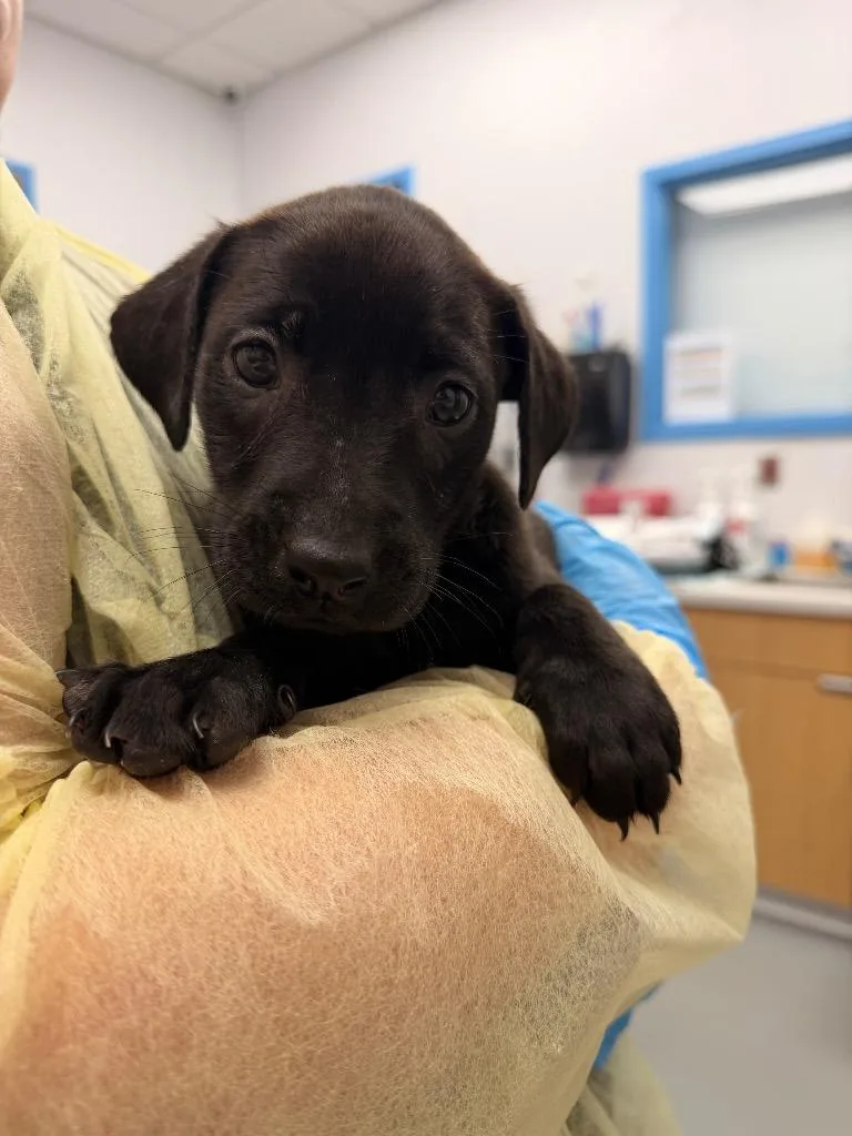 A baby small-sized female Labrador Retriever dog named Bambi for adoption in Hartsville, SC