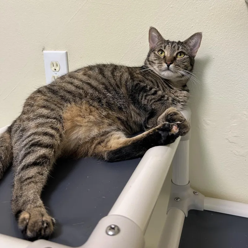 Mamacita Fajita thumbnail 3