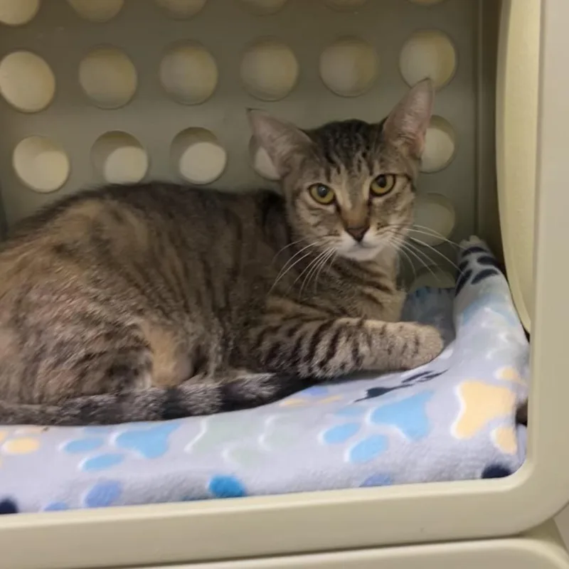 Mamacita Fajita thumbnail 4