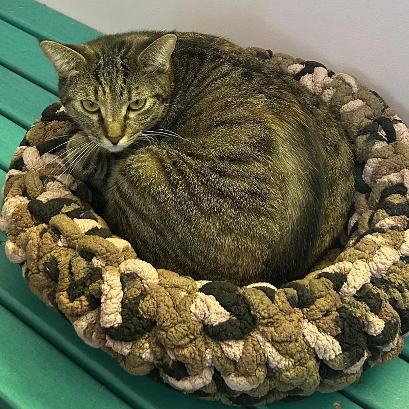 Mamacita Fajita thumbnail 5