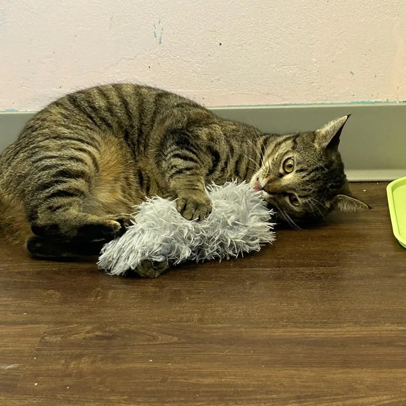 Mamacita Fajita thumbnail 6