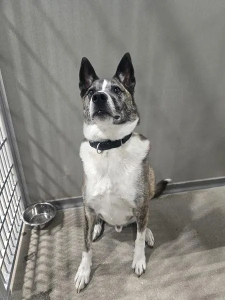 An adult large-sized male Australian Cattle Dog / Blue Heeler named Dixon for adoption in Littleton, CO