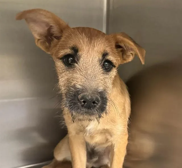 A baby medium-sized male Terrier dog named Rocky for adoption in Tucson, AZ