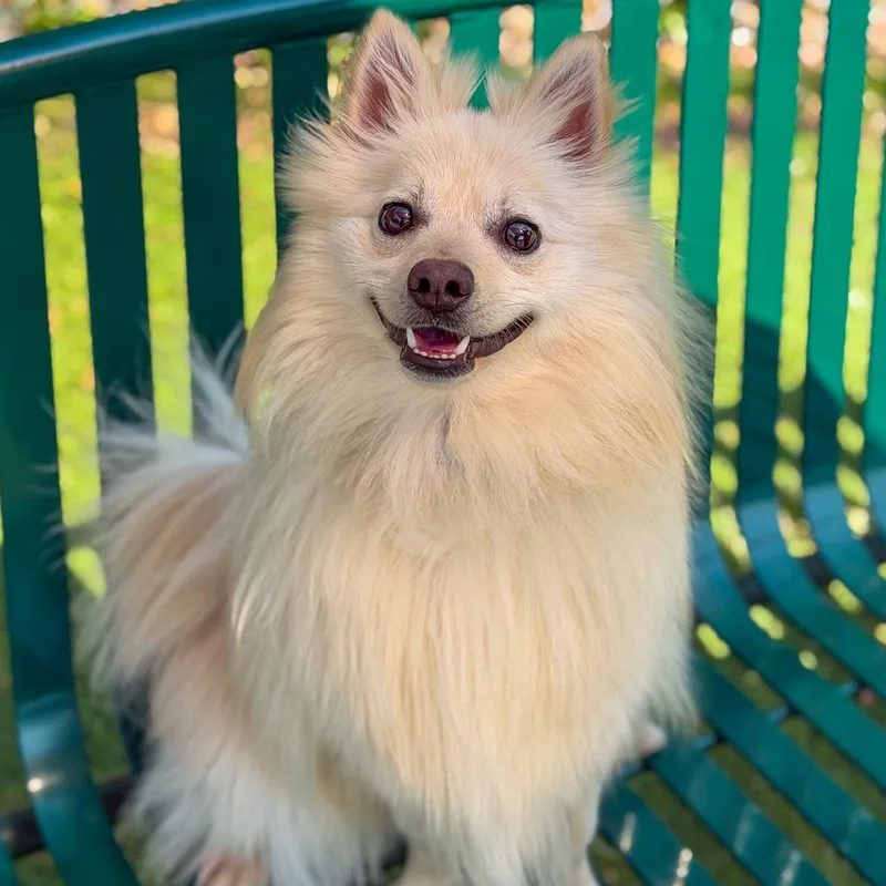 An adult small-sized male White / Cream Pomeranian dog named Nutter Butter for adoption in Gainesville, GA