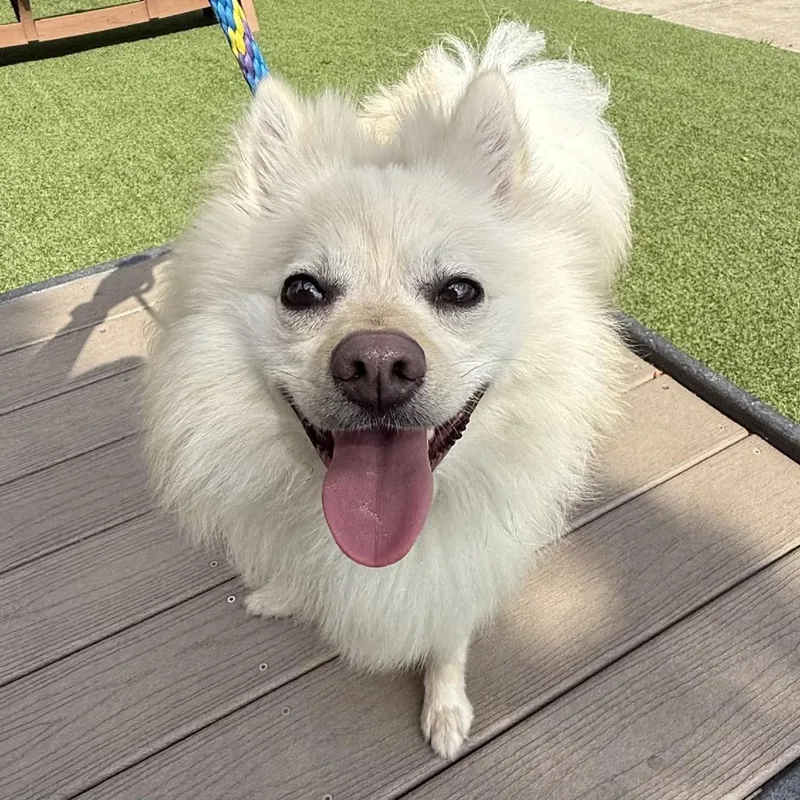 Nutter Butter thumbnail 2