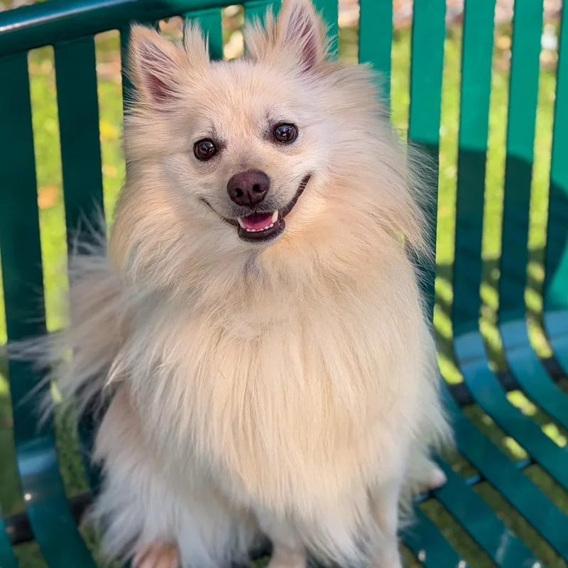 Nutter Butter thumbnail 3