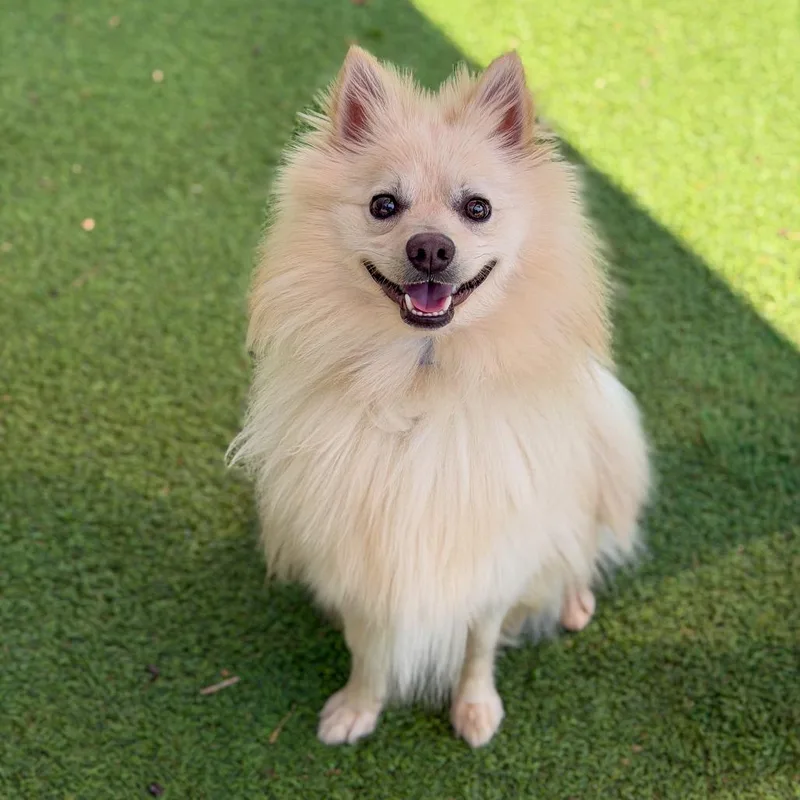 Nutter Butter thumbnail 4