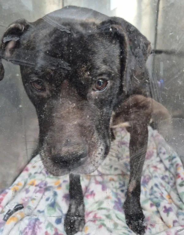An adult large-sized male Boxer dog named Pen  Bubba for adoption in Lawrenceville, GA