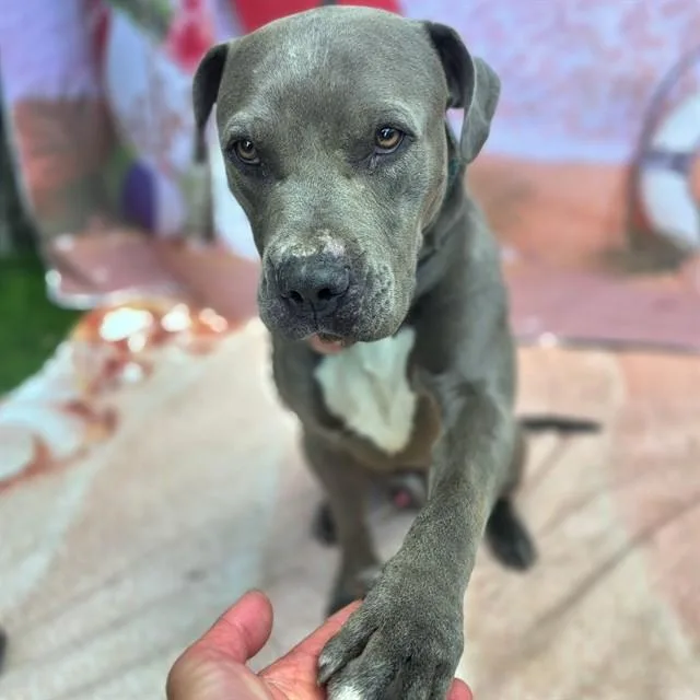 A young medium-sized male Pit Bull Terrier dog named Sandman for adoption in Long Beach, CA