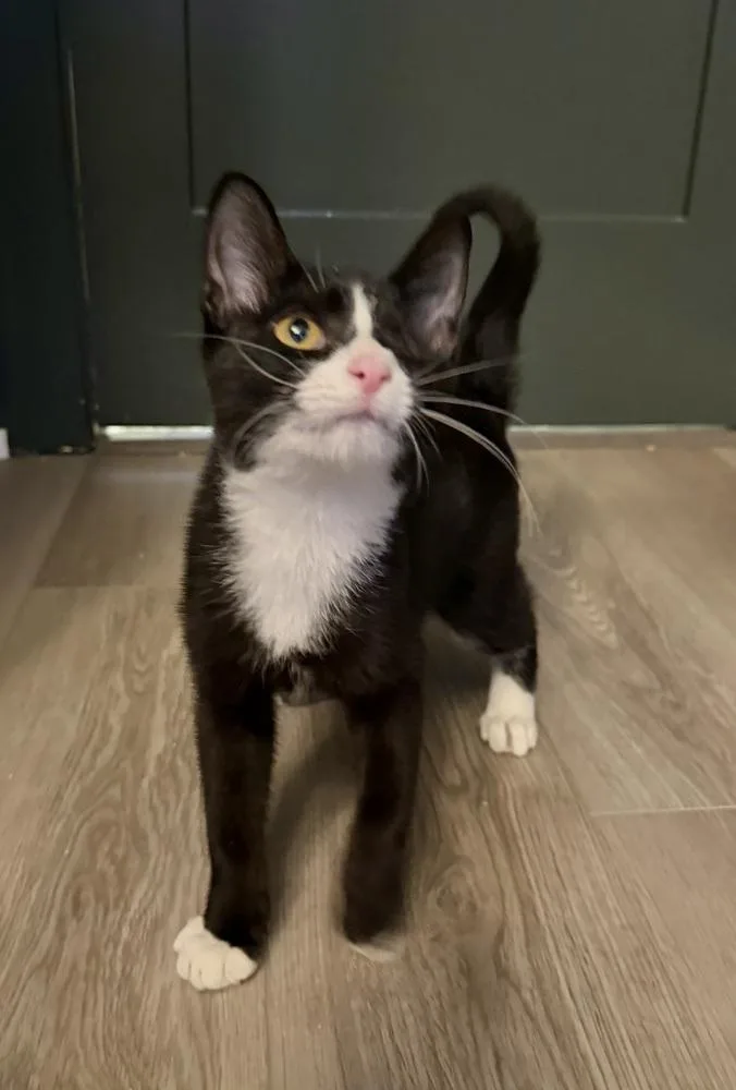 A baby small-sized male Black & White / Tuxedo Domestic Short Hair cat named Goose for adoption in Chicago, IL