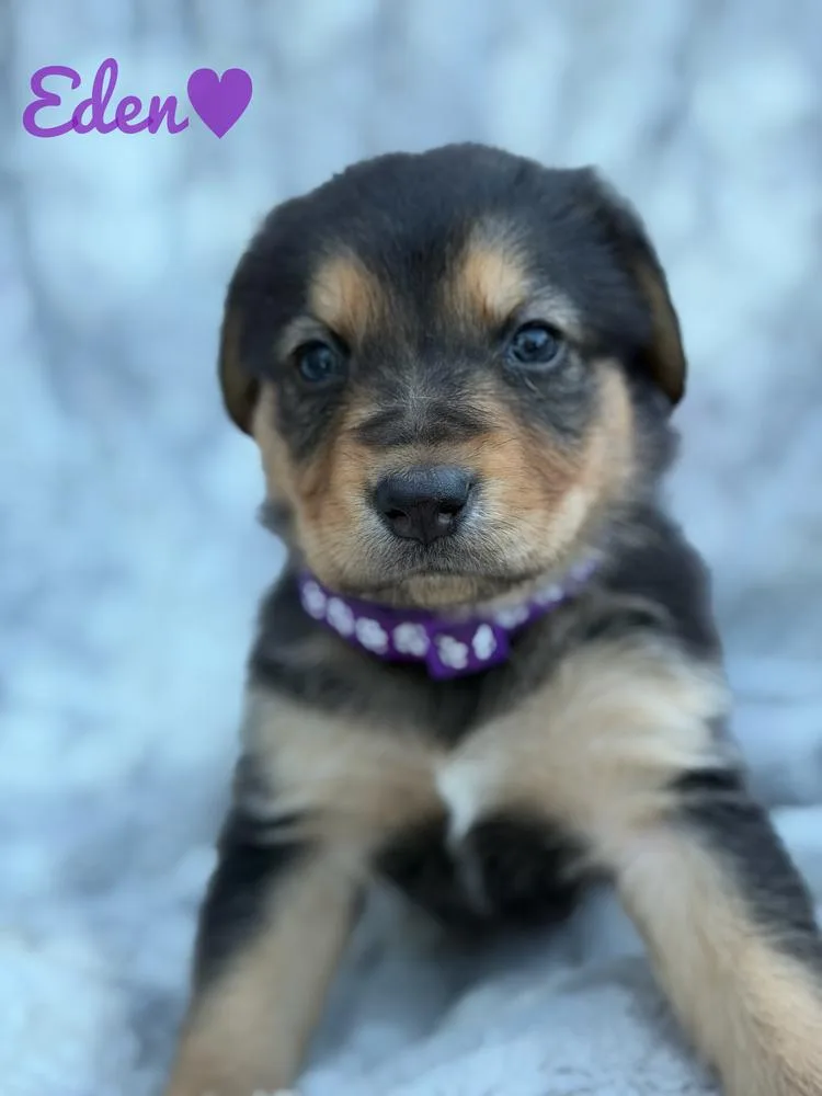 A baby large-sized female Brown / Chocolate German Shepherd Dog dog named Eden for adoption in Pleasant Hill, CA