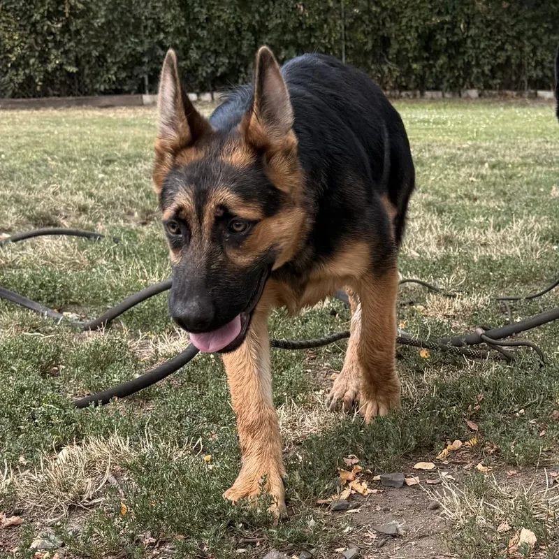 A young large-sized female Black Mixed Breed dog named Lainey for adoption in Medford, OR