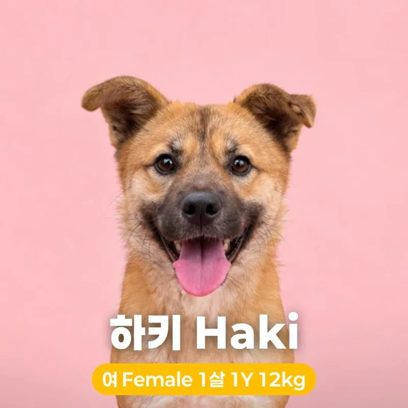 A young medium-sized female Brown / Chocolate Jindo dog named Haki for adoption in Northbrook, IL